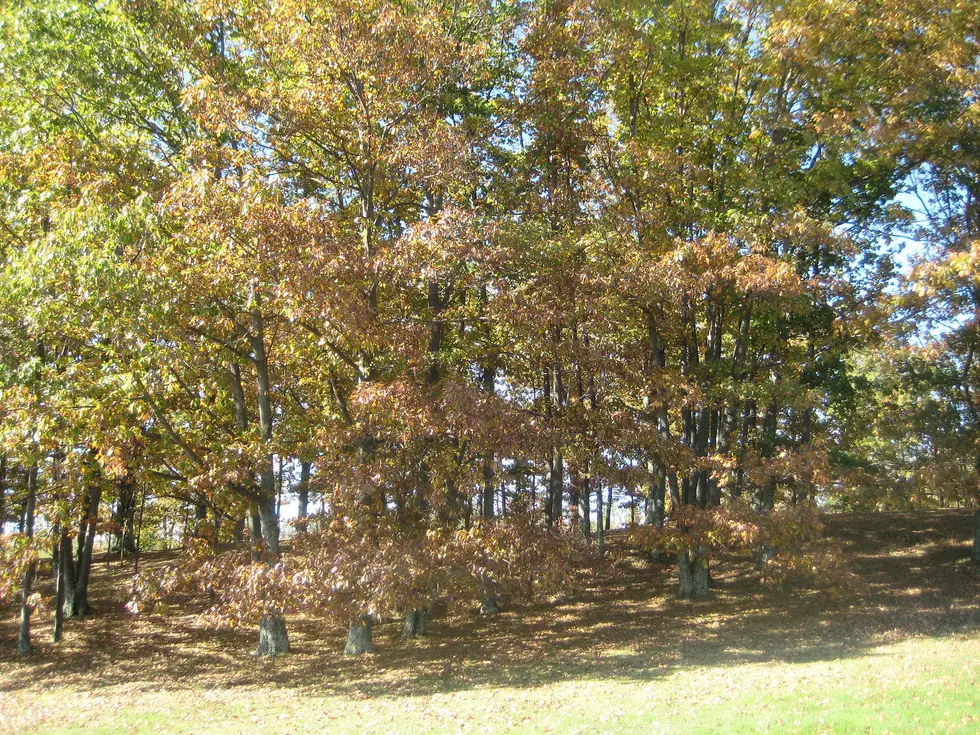 Otsego Land Trust to Get $40,000 in NYS Funds