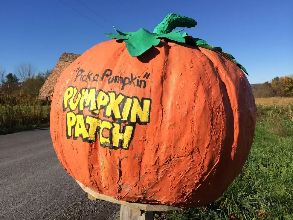 These Upstate NY Pumpkin Patches Are Saying, “Pick Me! Pick Me!”