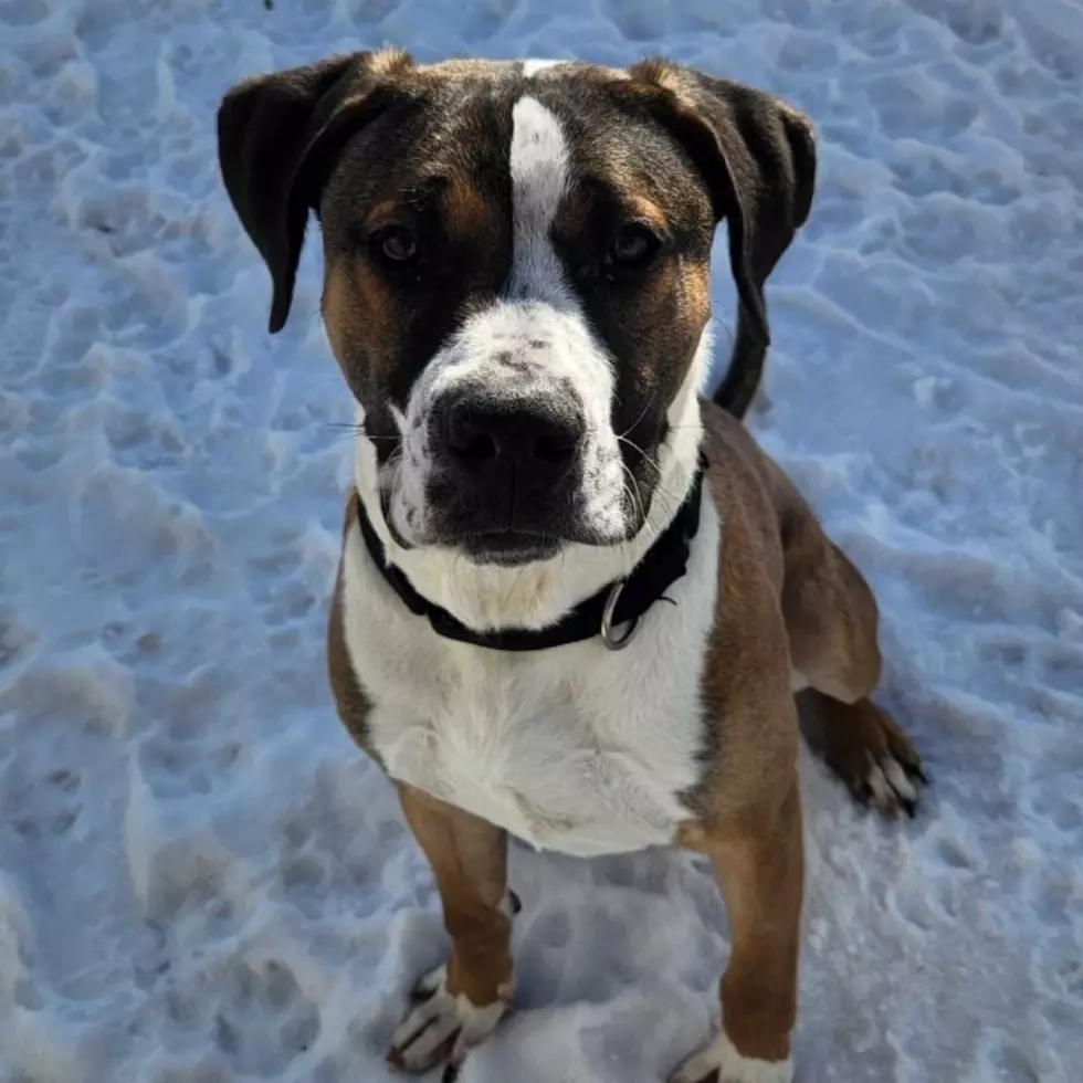 “Pick Me! Scoobs Is Packed And Ready to Go Home With You!