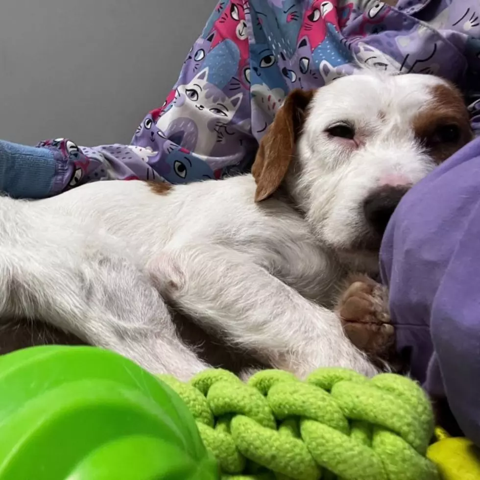 “Pick Me!”  This Little “Dodger” is Looking For A New Home!