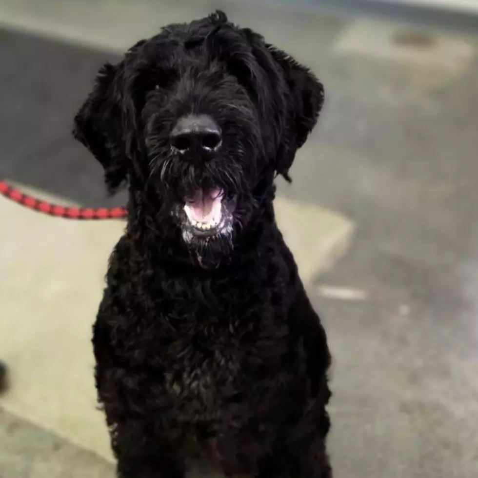 “Pick Me!”  Winston Is A Good Boy And Is Looking For A Home!