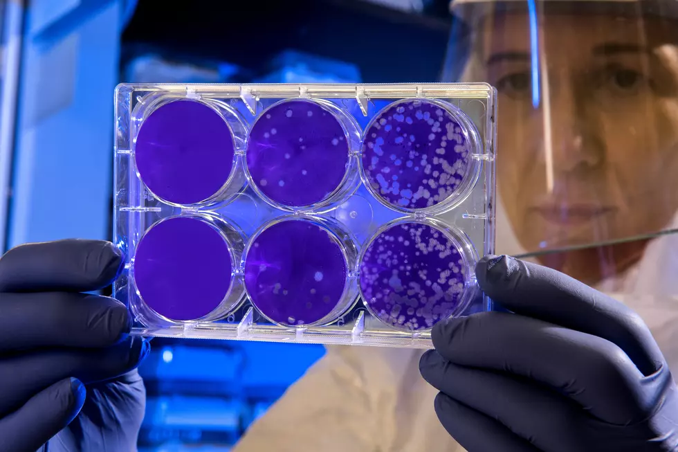‘Urgent Threat': This Fast-Spreading Fungus Has Been Found in New York